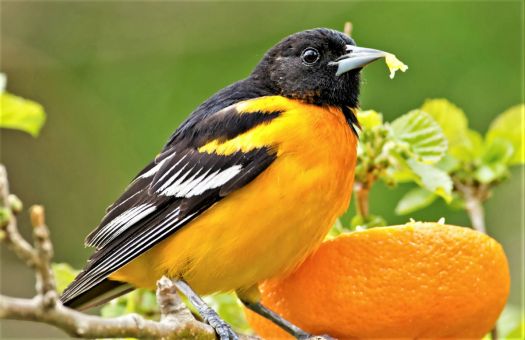 State Birdorable of Maryland: Baltimore Oriole products < U.S.