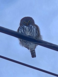 Pygmy owl looking oh so stern!