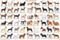 dog breeds