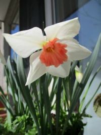 A Daffodil