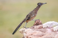 ROADRUNNER #2