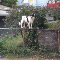 Circus dog