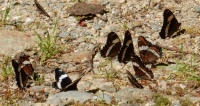 White Admiral Butterflies Puddling