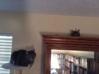 Petey and Pal like to sit up high