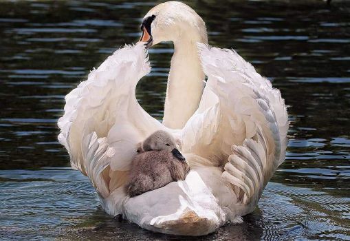 Swan and Baby