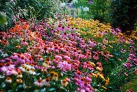 Coneflowers