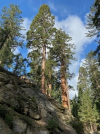 Sequoia National Park