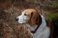 Betsy the Basset