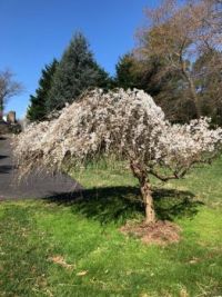 IMG_0466Dwarf Weeping Cherry Tree