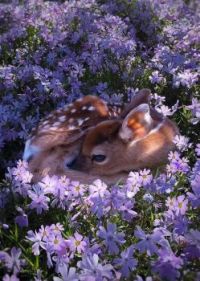 fawn