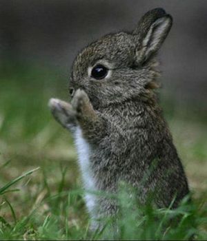 Bunny!