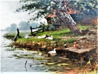 Ducks on the riverbank
