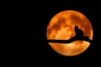 friday the 13 moon and cat