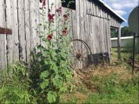 Lovely Hollyhocks