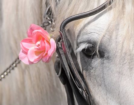 Horse with Flower