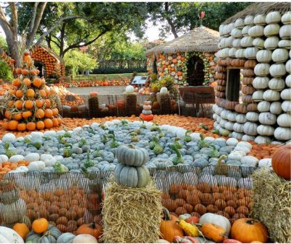 Dallas Arboretum Uses 50,000  Pumpkins Here and Elsewhere in Fall Display