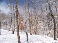 Rare Alabama Snow, 2009