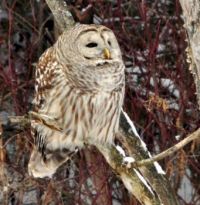 An Owl