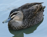Hello Duckie