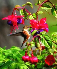 Rufus hummingbird and fuscia