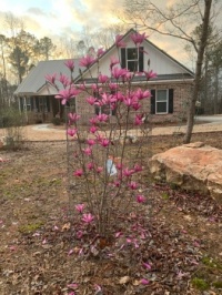 Magnolia in bloom