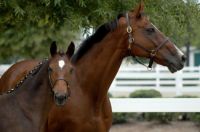 irish-thoroughbred-mare-and-foal-flint-gallery