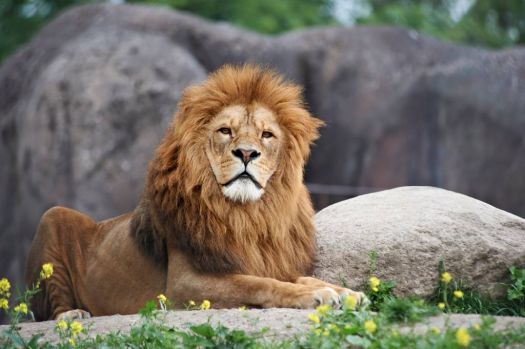 Solve Odense Zoo Ard Jongsma Jigsaw Puzzle Online With 260 Pieces