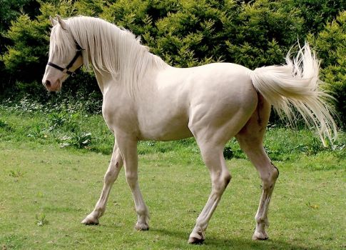 Solve cremello andalusian horse jigsaw puzzle online with 117 pieces