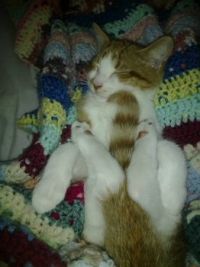 Comfy kitty?