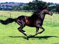 full-stride_spanish-horse