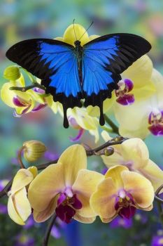 Blue Butterfly on an Orchid.