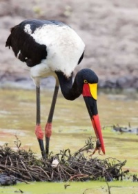 15 Facts About Africa’s Saddle-Billed Stork