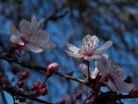 Asian cherry blossoms, #2