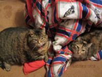 Puss & Boots on the hockey comforter