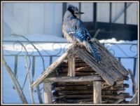 Bluejay in back yard having a bath and drying...