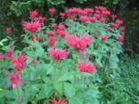 Monarda3