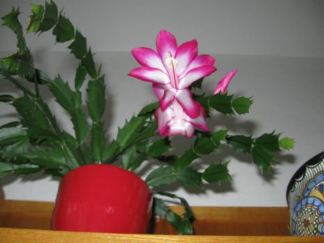 rozkvetl vánoční kaktus - Christmas cactus bloomed
