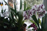 Five orchids in March