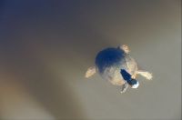 PAINTED TURTLE AT BEN BRENMAN
