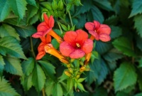 TRUMPET VINE