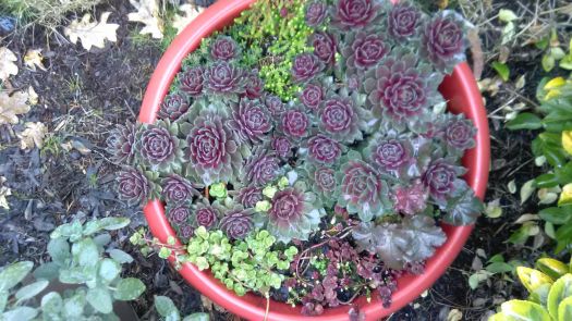 Succulents from above