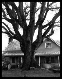 Grandma's Oak