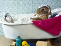 bunny in tub