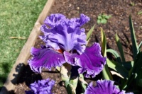 Blooming Iris
