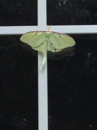 Luna moth