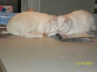 Mr. Whitie and Miss Sweet Pea - Sleeping on the counter after chasing each other thru the house.