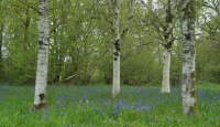 Spring at Westonbirt