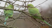 Two Parakeets in an apple tree