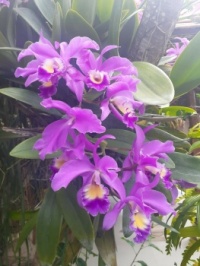 Orchids from Bali