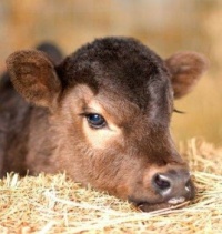 Little cutie calf